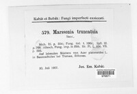 Marssonina truncatula image